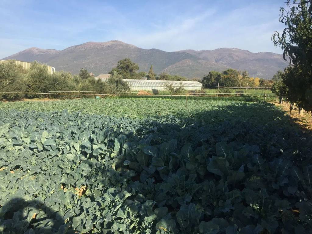 Terreno a Albenga - Foto 2