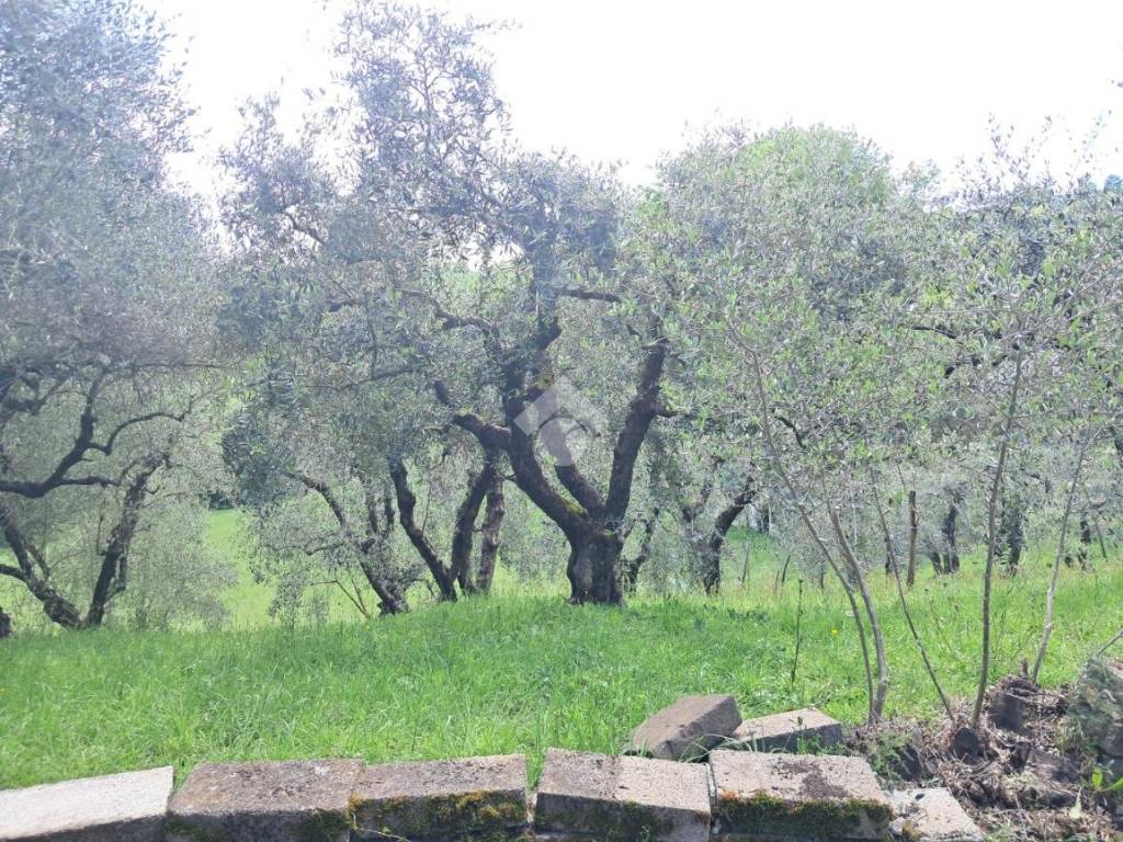 Terreno a Avigliano umbro in Frazione Sismano - Foto 3