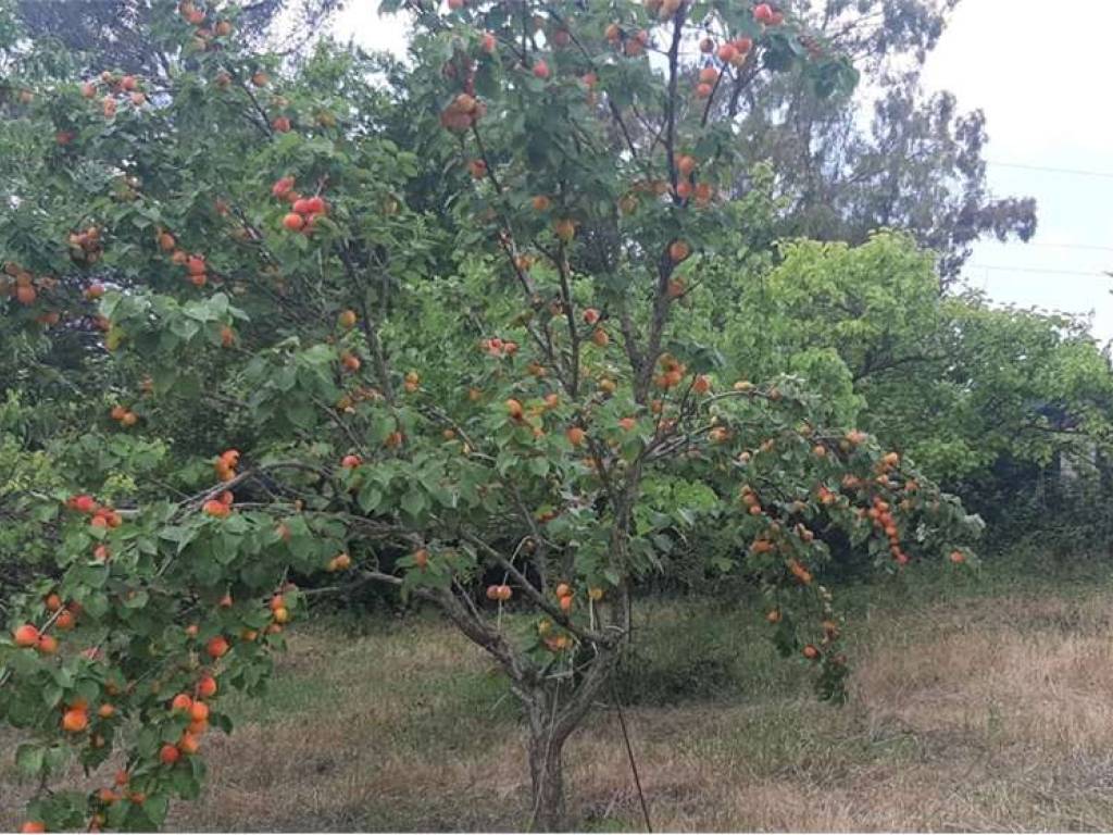 Terreno a Livorno in via delle vallicelle, snc - Foto 2