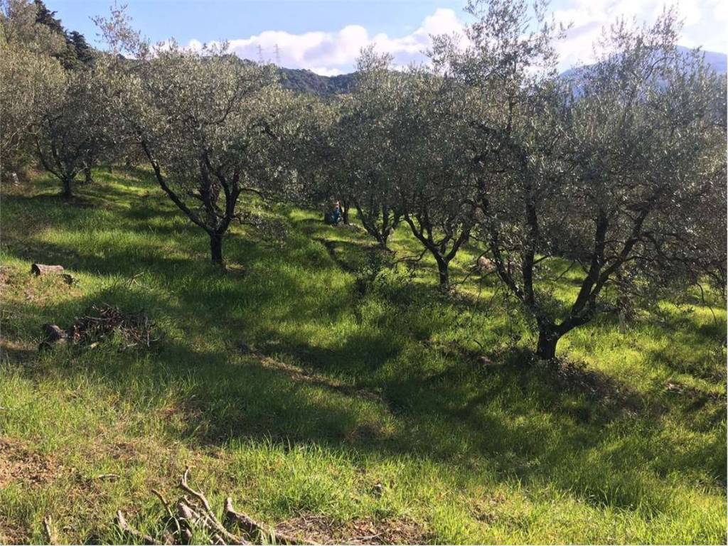 Terreno a Livorno in via delle vallicelle, snc - Foto 5