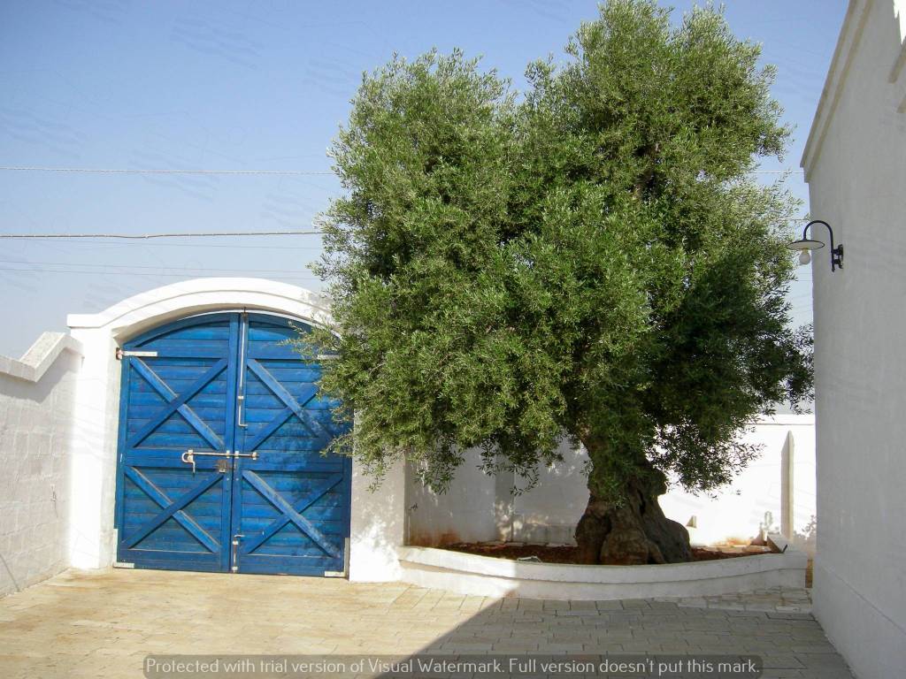 Rustico / casale a Fasano - Foto 3