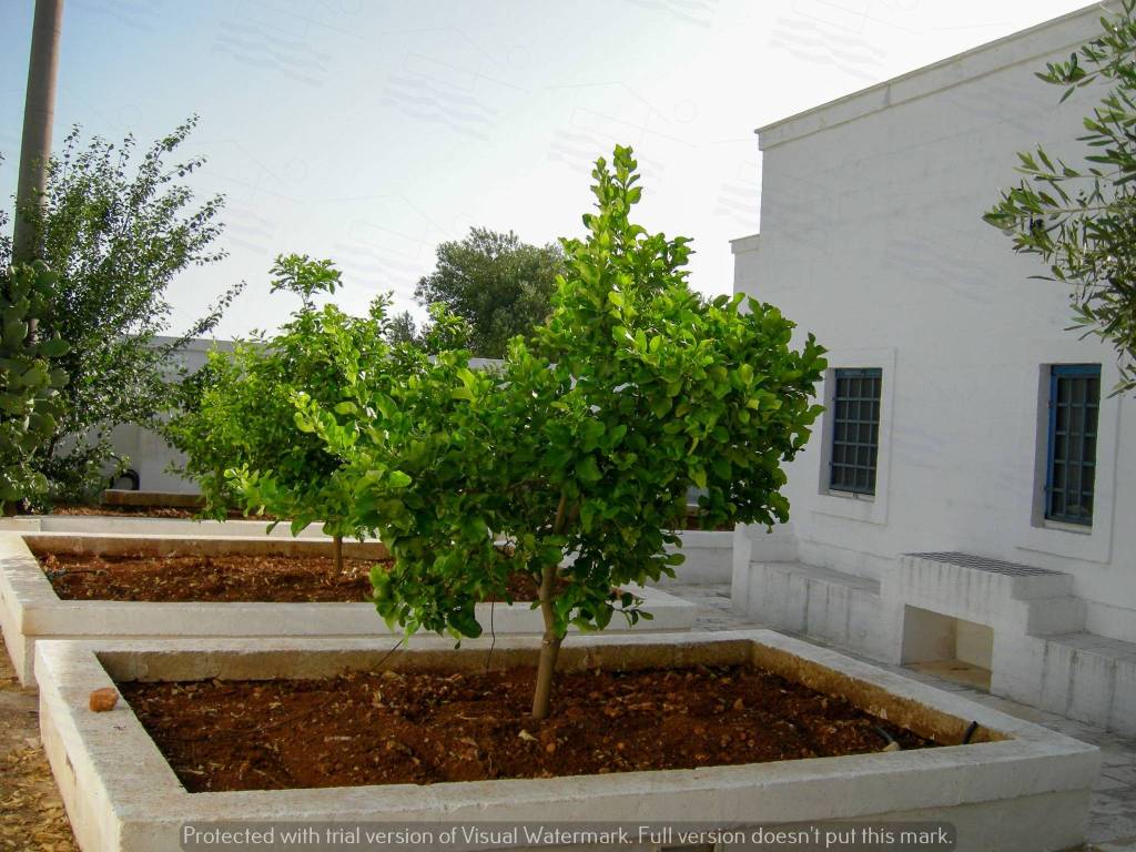 Rustico / casale a Fasano - Foto 4