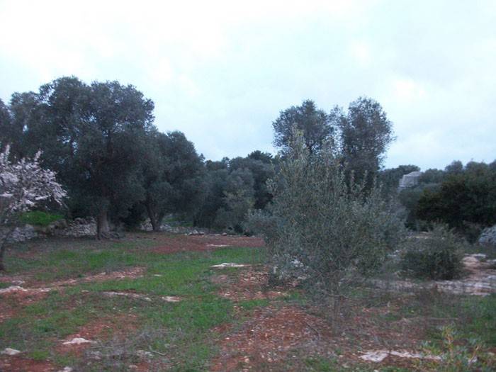 Rustico / casale a Ostuni in Contrada Badessa - Foto 3