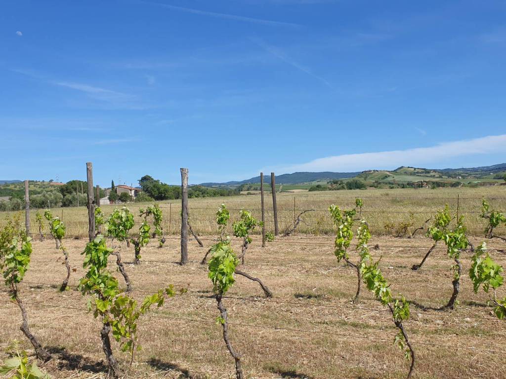 Rustico / casale a Campagnatico in Località Granaione - Foto 3