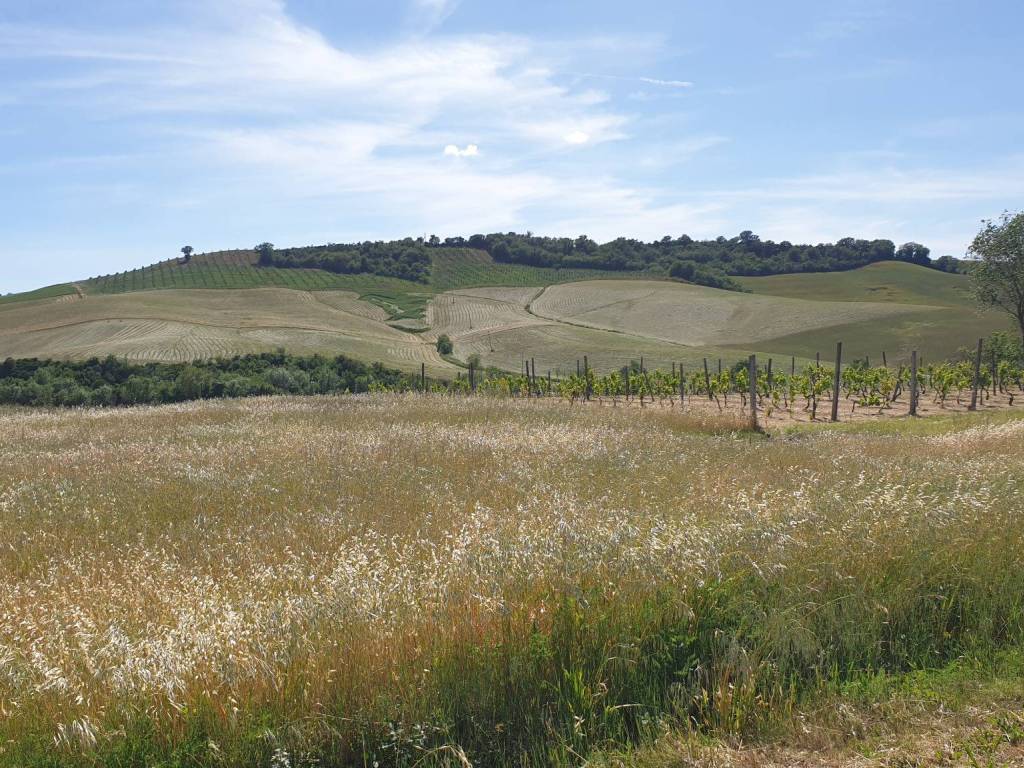 Rustico / casale a Campagnatico in Località Granaione - Foto 4
