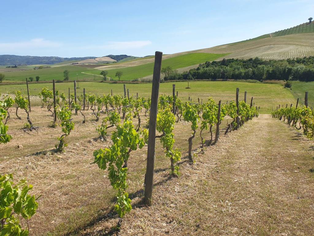 Terreno a Campagnatico in Località Granaione - Foto 2