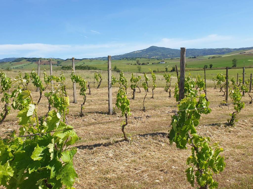Terreno a Campagnatico in Località Granaione - Foto 3