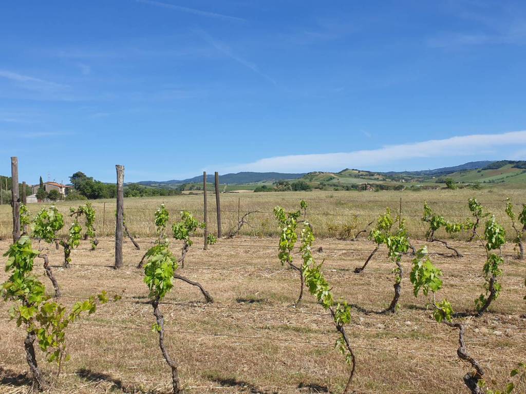 Terreno a Campagnatico in Località Granaione - Foto 4