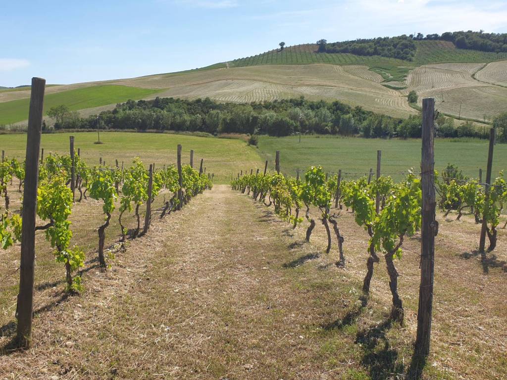 Terreno a Campagnatico in Località Granaione - Foto 5