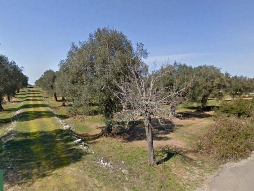 Terreno a Vernole in Strada Comunale Vernole Acquarica - Foto 3