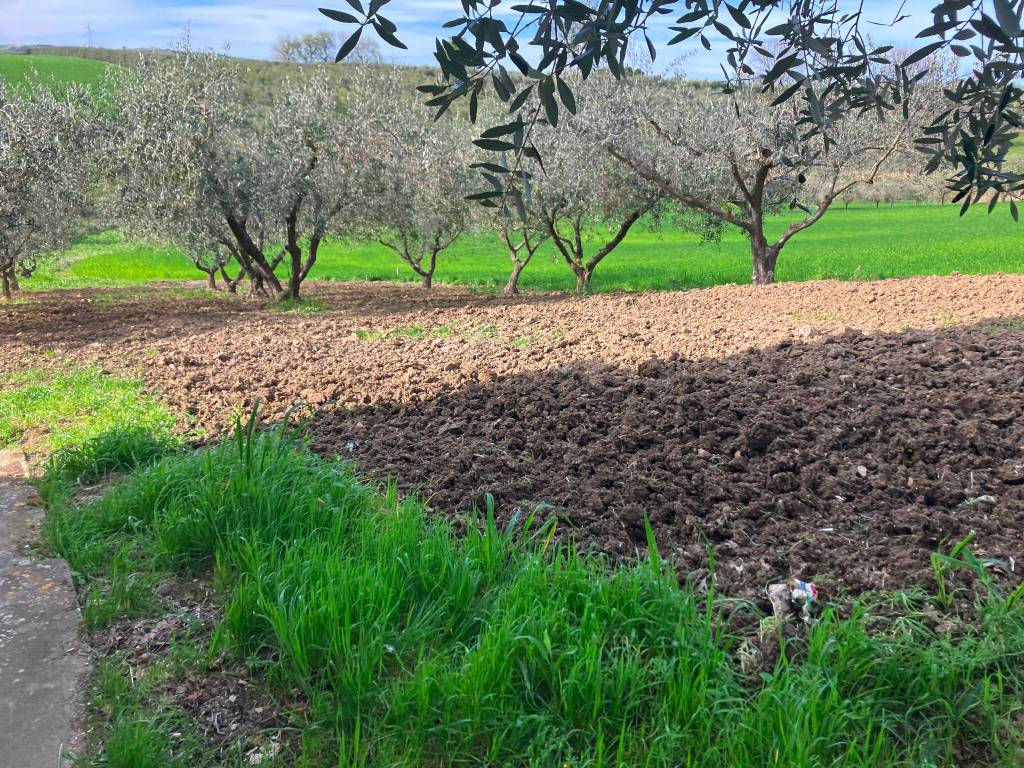 Terreno a Vasto in Contrada Piano di Marco - Foto 4