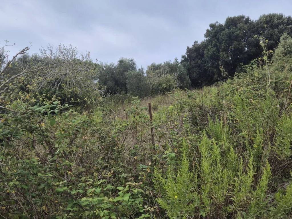 Terreno a Piombino - Foto 2