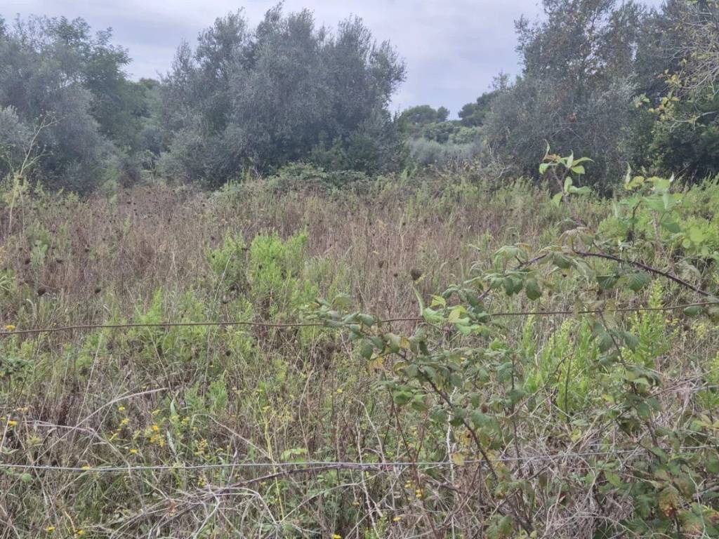 Terreno a Piombino - Foto 3