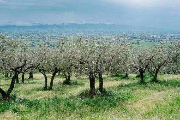 Terreno a Cavriglia in Via Chiantigiana - Foto 4