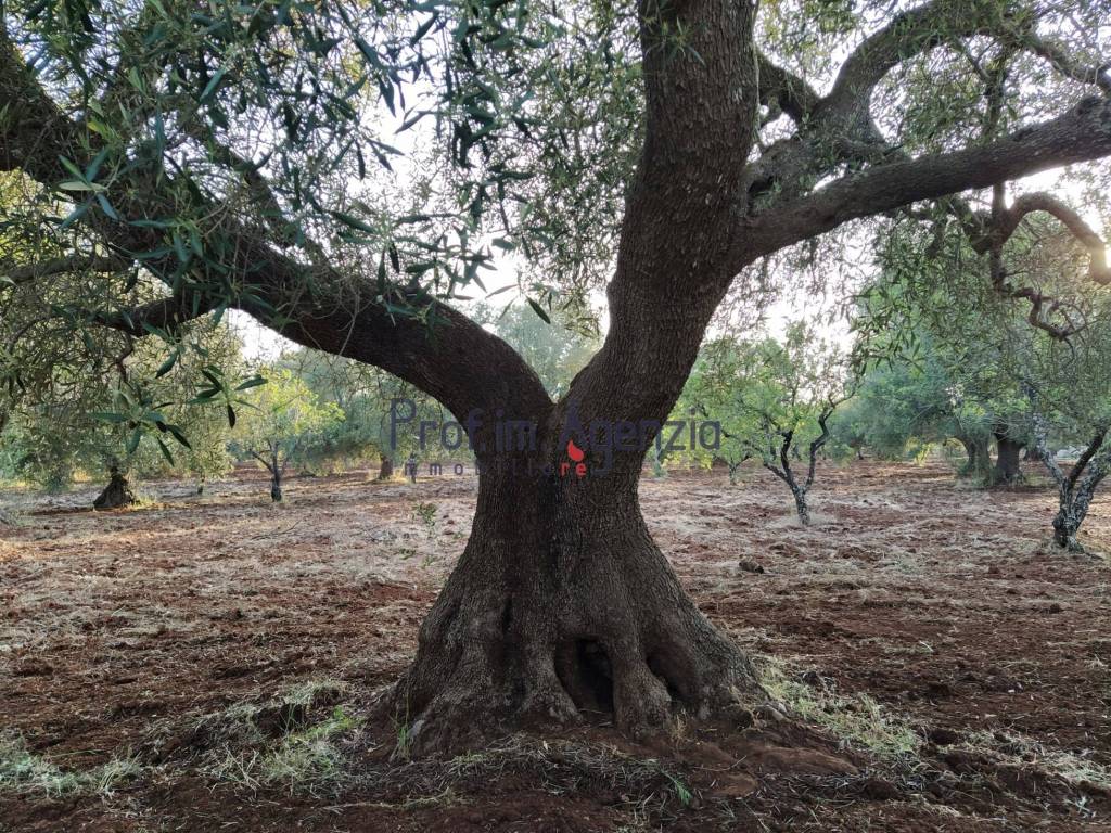 Terreno a Ostuni - Foto 3
