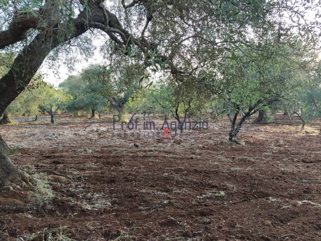 Terreno a Ostuni - Foto 4