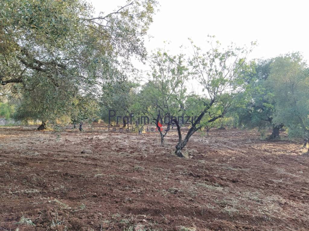 Terreno a Ostuni - Foto 5