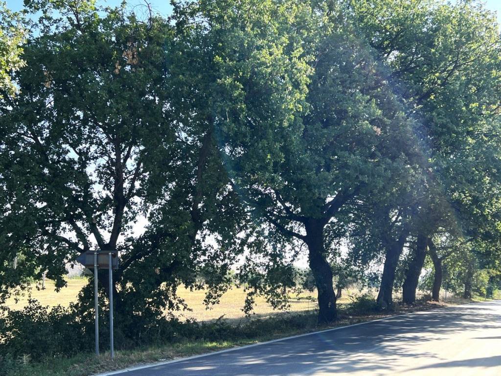 Terreno a Catignano in Contrada Sterpara - Foto 2