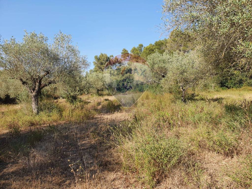 Terreno a Caltagirone in Contrada Molara - Foto 3