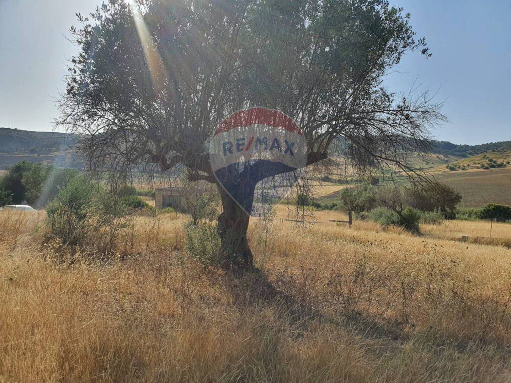 Terreno a Caltagirone in Contrada Molara - Foto 5