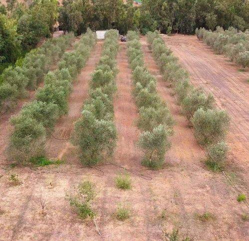 Terreno a Sassari in Campanedda - Foto 2