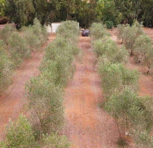 Terreno a Sassari in Campanedda - Foto 3