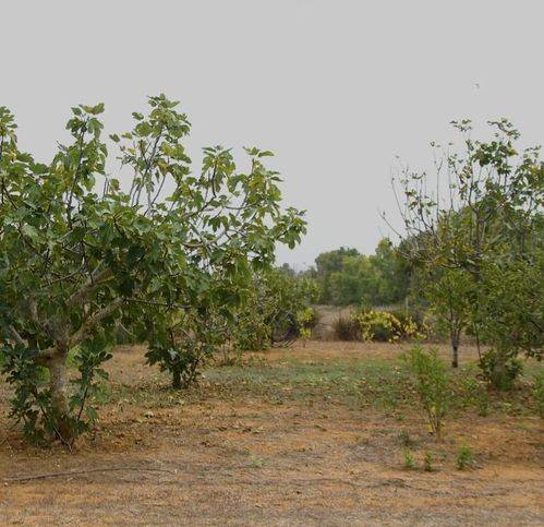 Terreno a Sassari in Campanedda - Foto 5