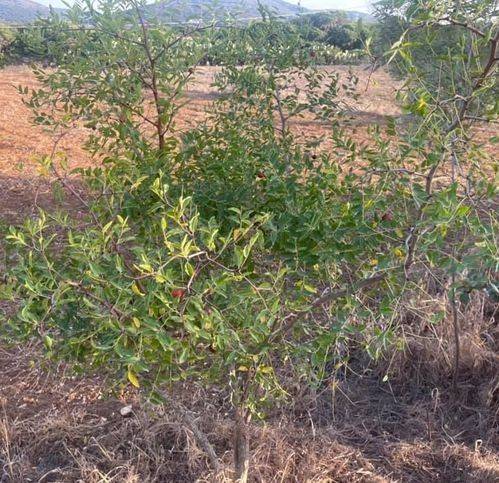 Terreno a Sassari in La Corte - Foto 4