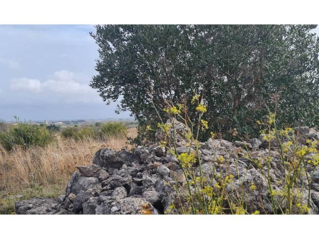 Terreno a Collepasso in Via Sant'Eleuterio - Foto 5