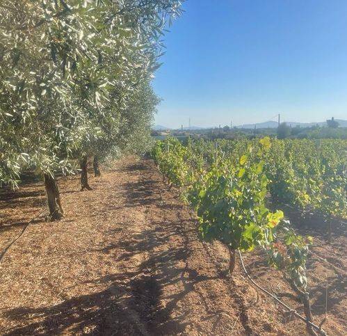 Villa a Sassari in Monterasu - Foto 2