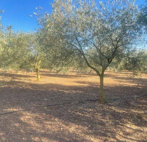 Villa a Sassari in Monterasu - Foto 4