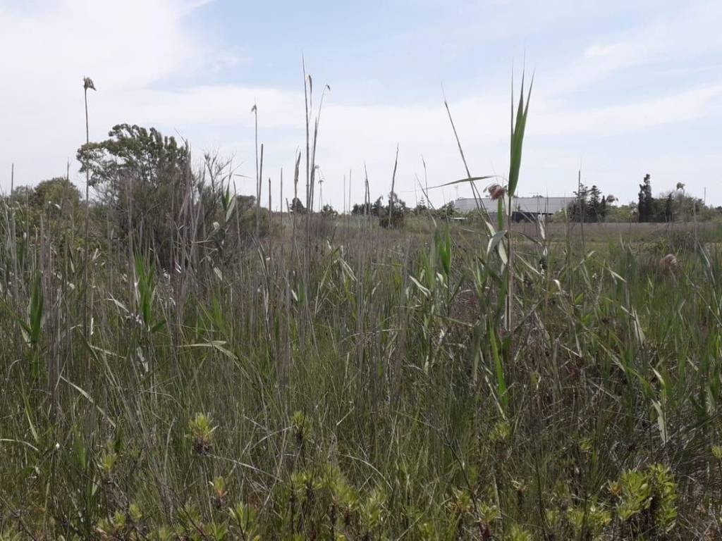 Terreno a Porto cesareo in Via Francesco Durante s.n.c - Foto 4