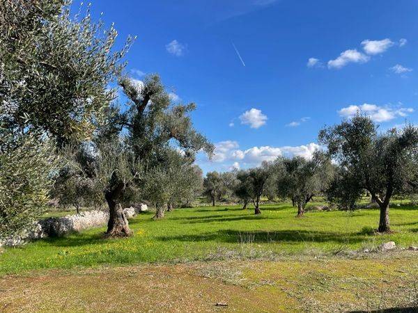 Rustico / casale a San michele salentino in Contrada San Giacomo - Foto 2