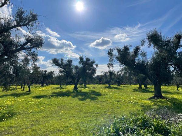 Rustico / casale a San michele salentino in Contrada San Giacomo - Foto 3