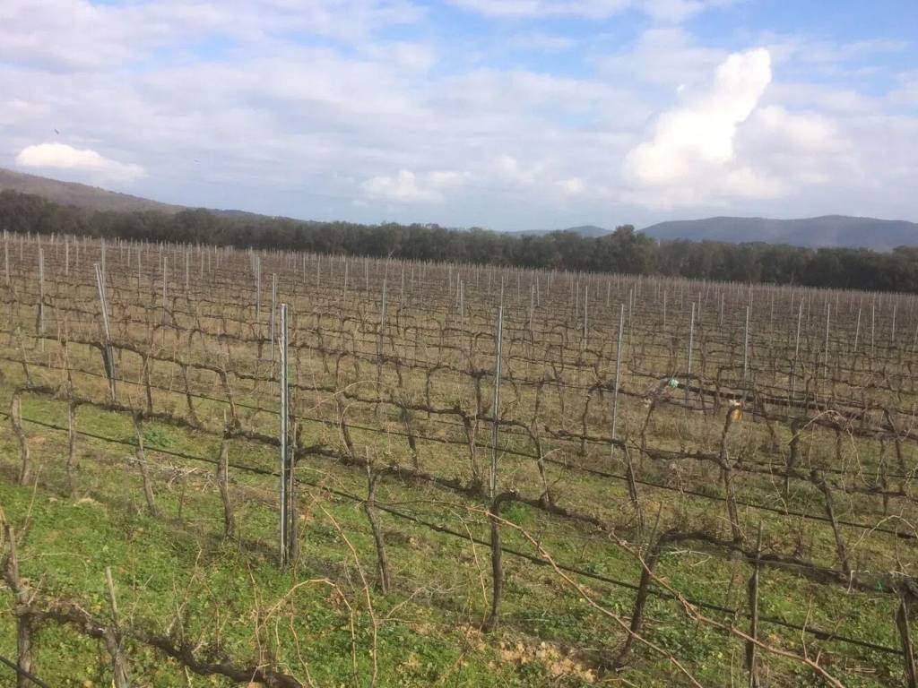 Terreno a Castiglione della pescaia in Strada Provinciale 123 Strette - Foto 4