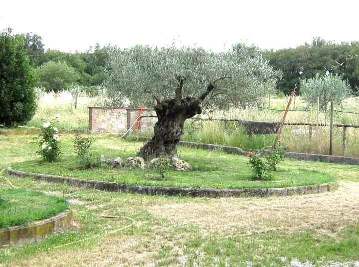 Villa a Castiglione del lago in Località Cascina - Foto 4