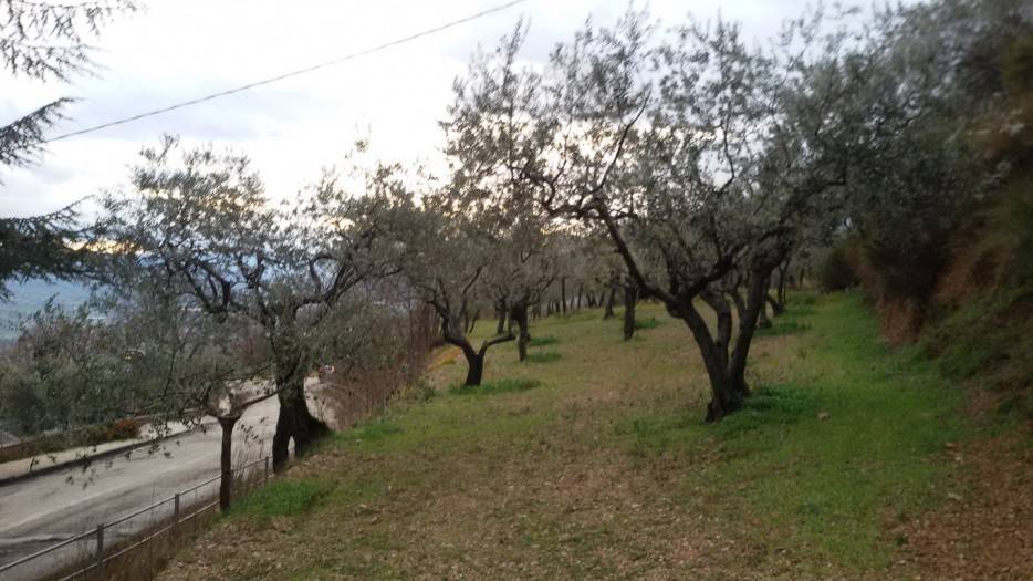 Terreno a Assisi in Via Eremo delle Carceri - Foto 3