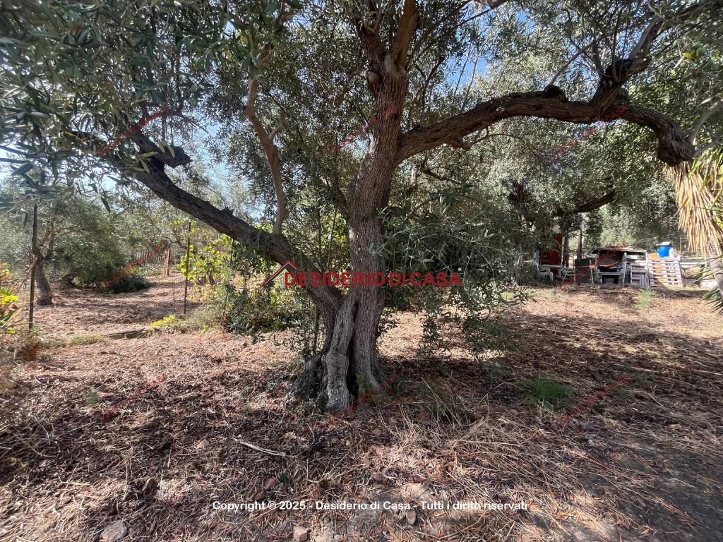 Terreno a Casteldaccia in Strada Travesa - Foto 5