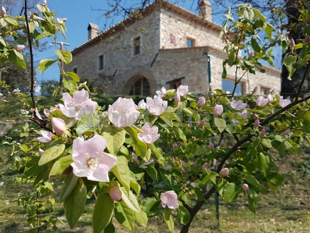 Rustico / casale a Amelia in Amelia - Foto 5