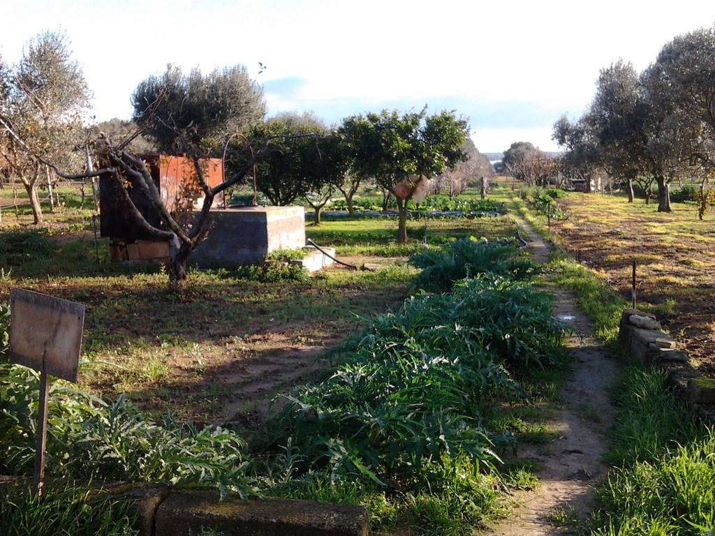 Terreno a Parabita in Strada Vicinale Camerelle - Foto 2
