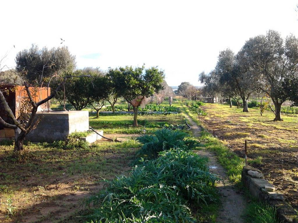 Terreno a Parabita in Strada Vicinale Camerelle - Foto 3