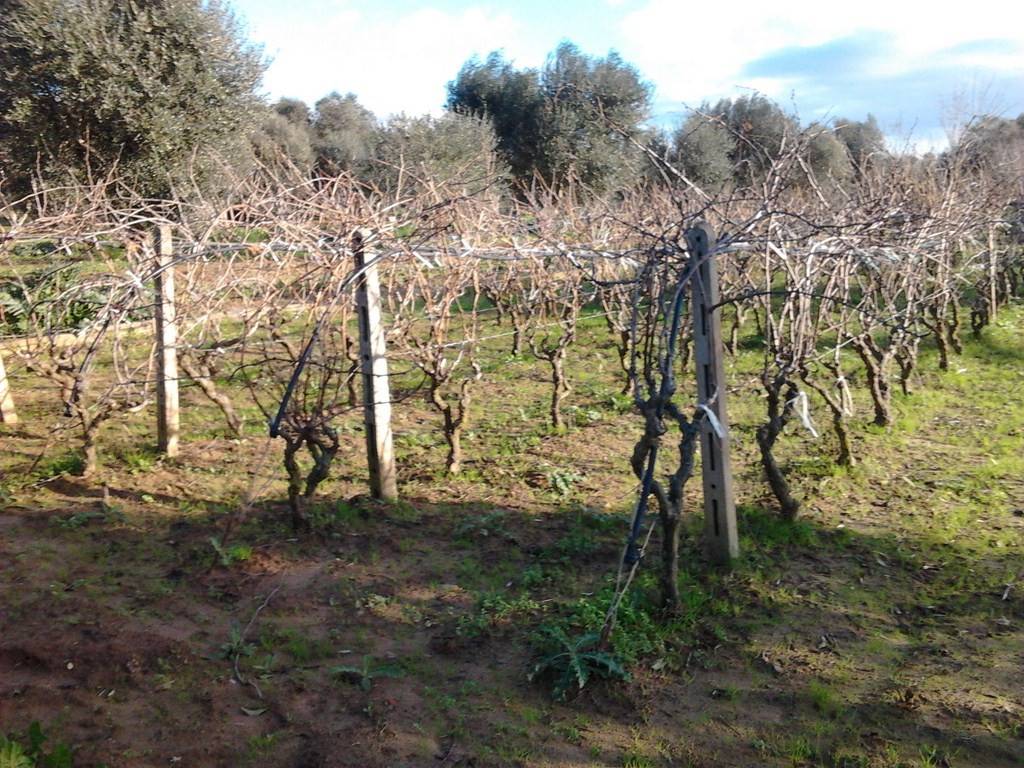 Terreno a Parabita in Strada Vicinale Camerelle - Foto 4