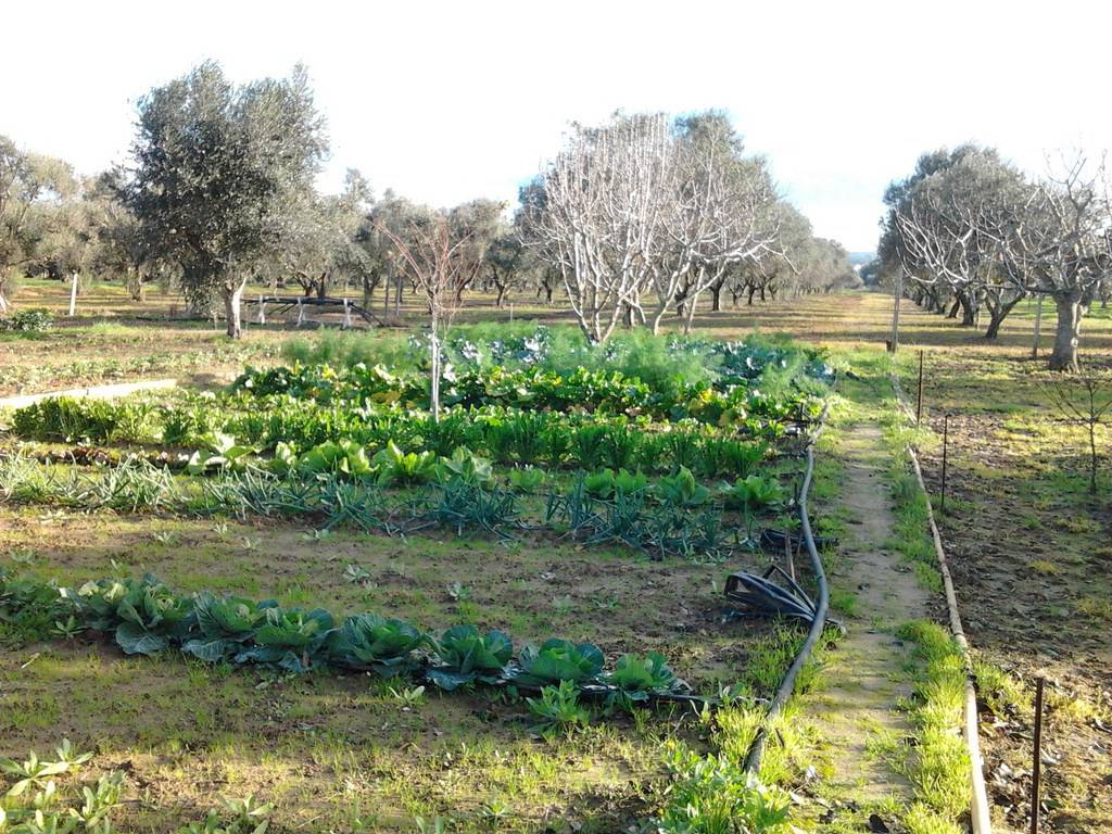 Terreno a Parabita in Strada Vicinale Camerelle - Foto 5