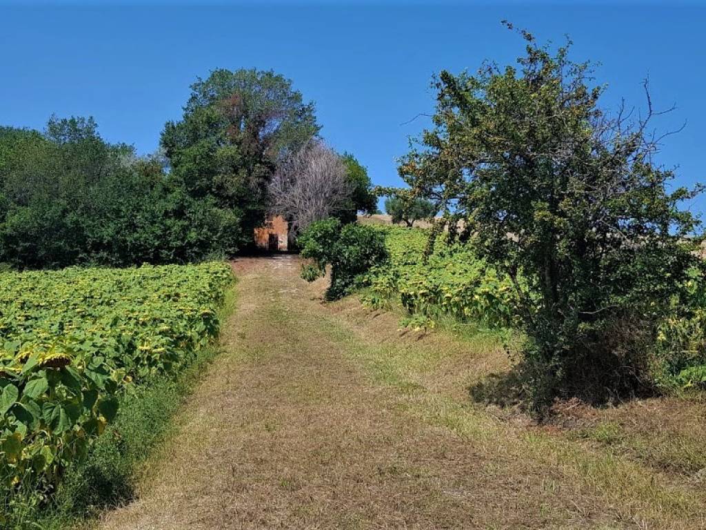 Rustico / casale a Senigallia in Strada delle Fontanelle, 54 - Foto 5