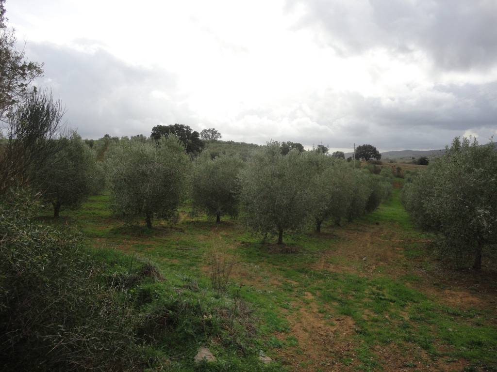 Terreno a Magliano in toscana in Strada Provinciale Poggio la Mozza - Foto 2