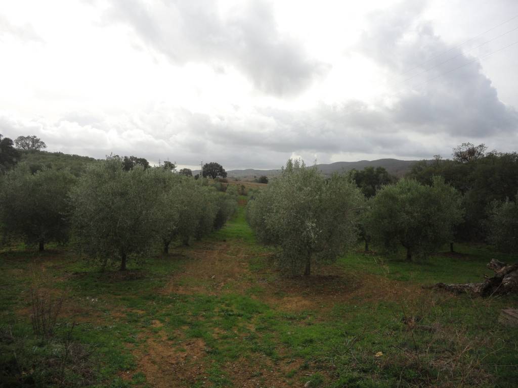 Terreno a Magliano in toscana in Strada Provinciale Poggio la Mozza - Foto 3