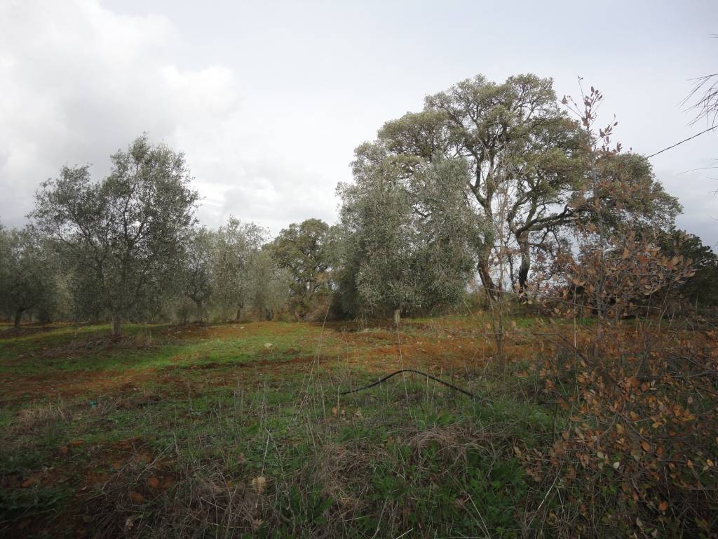 Terreno a Magliano in toscana in Strada Provinciale Poggio la Mozza - Foto 5