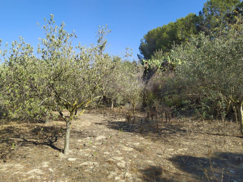 Terreno a Balestrate in Strada Provinciale di Balestrate - Foto 2