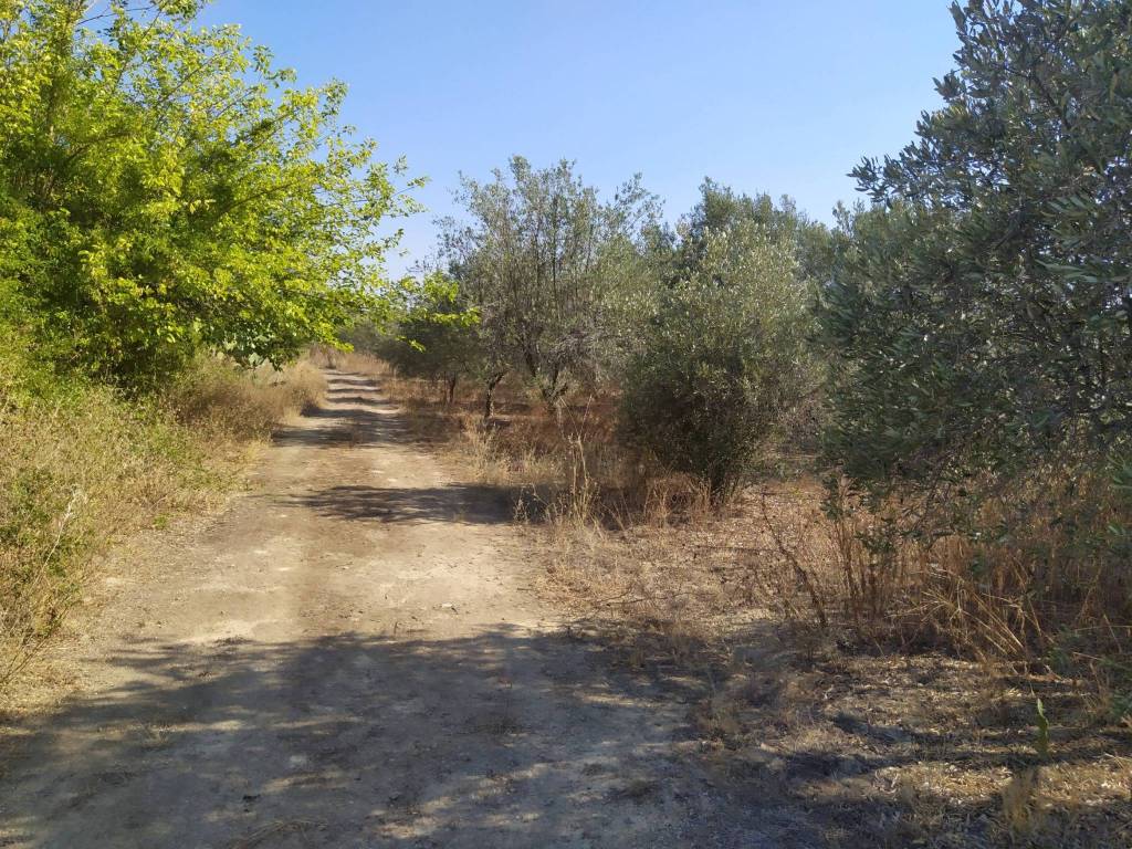 Terreno a Balestrate in Strada Provinciale di Balestrate - Foto 3