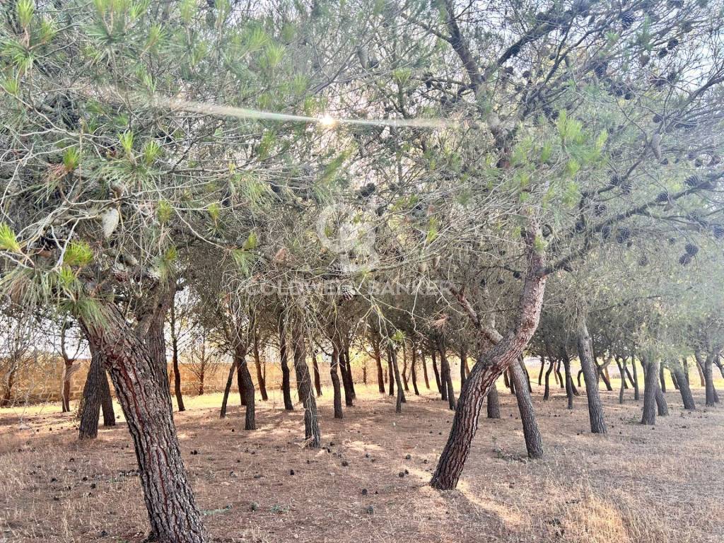 Terreno a Corigliano d'otranto in Località Montano - Foto 5